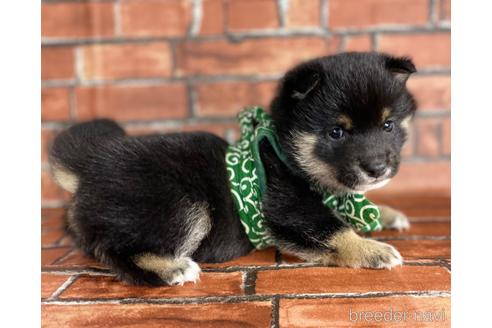 成約済の福岡県の豆柴-173187の1枚目