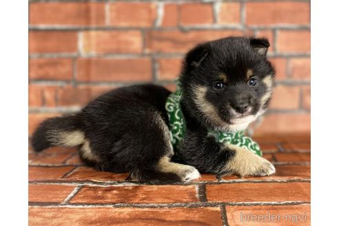 成約済の福岡県の豆柴-173187の2枚目