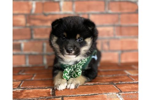 成約済の福岡県の豆柴-173187の3枚目