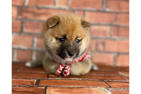 成約済の福岡県の豆柴-173190の6枚目