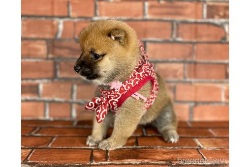 成約済の福岡県の豆柴-173190の2枚目