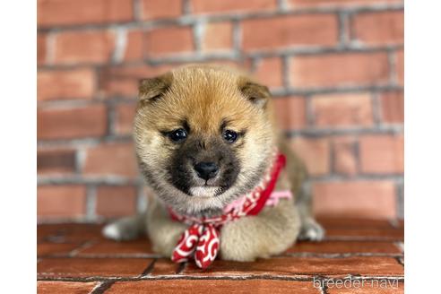 成約済の福岡県の豆柴-173190の1枚目