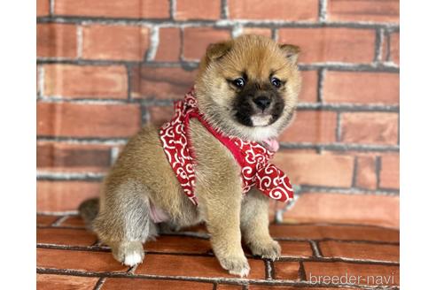 成約済の福岡県の豆柴-173190の3枚目