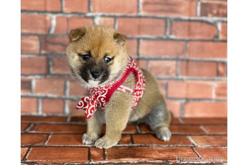 成約済の福岡県の豆柴-173190の4枚目