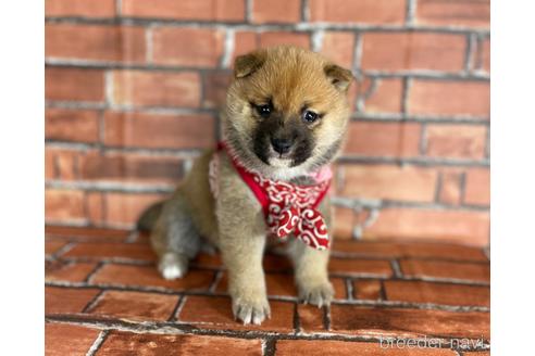 成約済の福岡県の豆柴-173190の5枚目