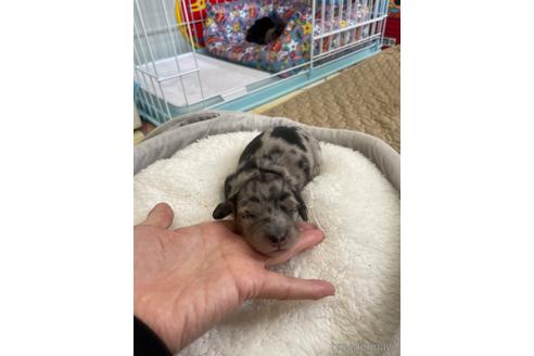 成約済の千葉県のミニチュアダックスフンド(ロングヘアード)-172469の41枚目