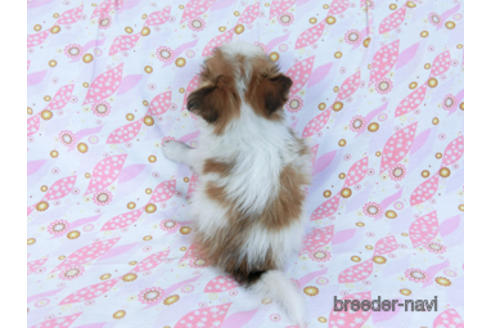 成約済の千葉県のパピヨン-170262の4枚目