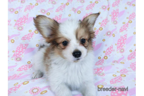 成約済の千葉県のパピヨン-170262の3枚目