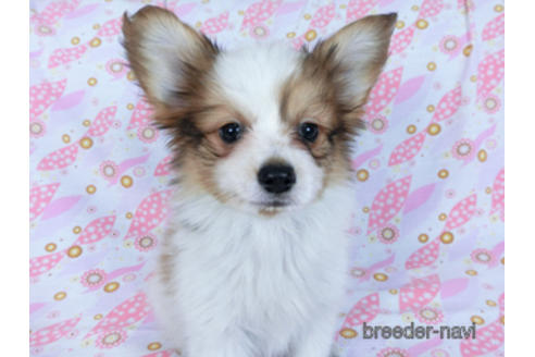 成約済の千葉県のパピヨン-170262の2枚目