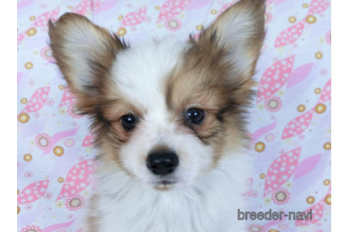 成約済の千葉県のパピヨン-170262の1枚目