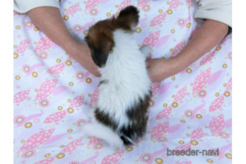 成約済の千葉県のパピヨン-170265の4枚目