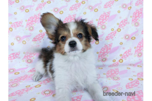 成約済の千葉県のパピヨン-170265の3枚目