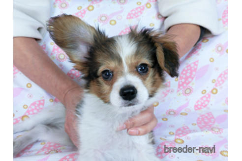 成約済の千葉県のパピヨン-170265の2枚目