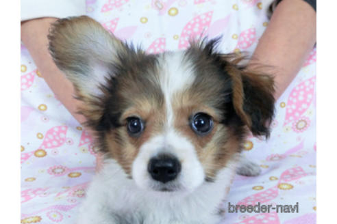 成約済の千葉県のパピヨン-170265の1枚目