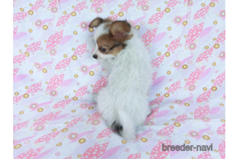 成約済の千葉県のパピヨン-170269の4枚目