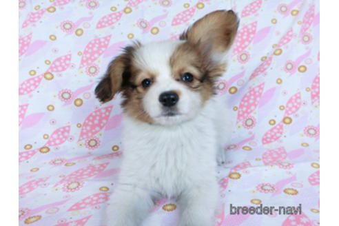 成約済の千葉県のパピヨン-170269の3枚目