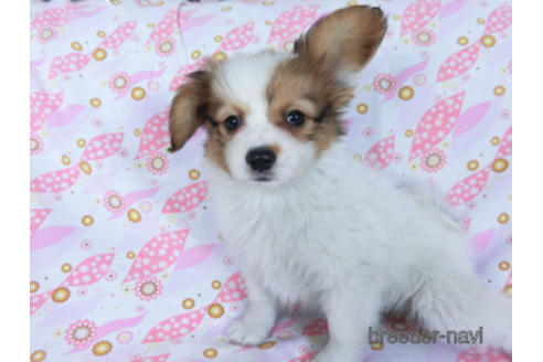 成約済の千葉県のパピヨン-170269の2枚目