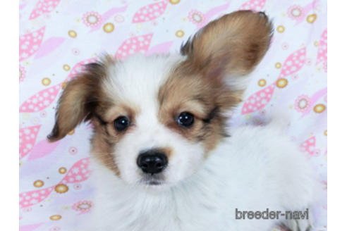 成約済の千葉県のパピヨン-170269の1枚目