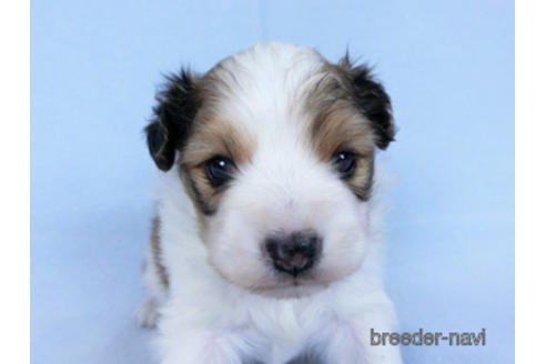 成約済の千葉県のパピヨン-173200の14枚目