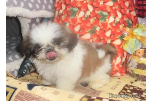 成約済の茨城県のシーズー-173204の4枚目