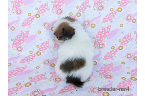 成約済の千葉県のパピヨン-173205の4枚目