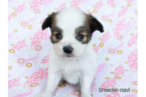 成約済の千葉県のパピヨン-173205の3枚目