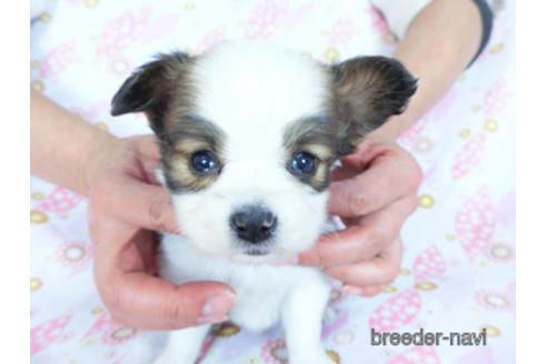 成約済の千葉県のパピヨン-173205の2枚目