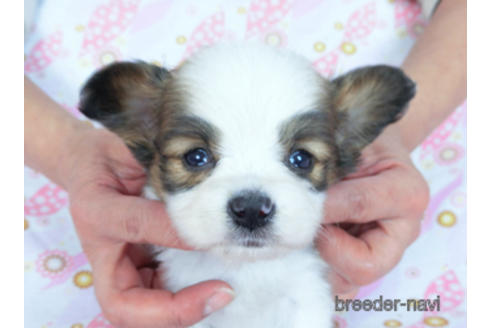 成約済の千葉県のパピヨン-173205の1枚目