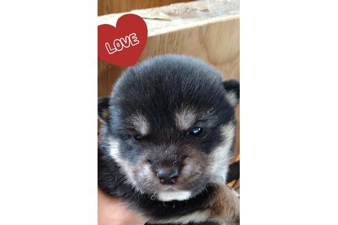 成約済の北海道の柴犬-172296の1枚目