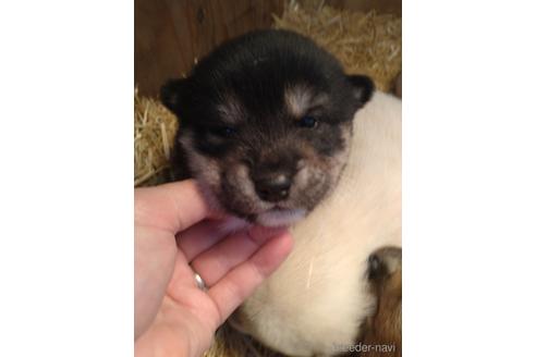 成約済の北海道の柴犬-172296の2枚目