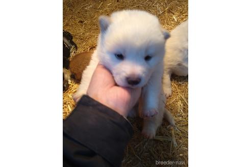 成約済の北海道の柴犬-172344の2枚目