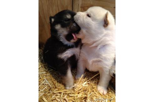 成約済の北海道の柴犬-173206の4枚目