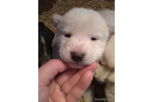 成約済の北海道の柴犬-173206の1枚目