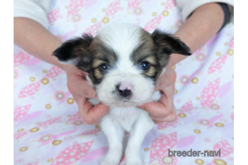 成約済の千葉県のパピヨン-173207の3枚目