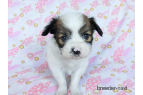 成約済の千葉県のパピヨン-173207の2枚目