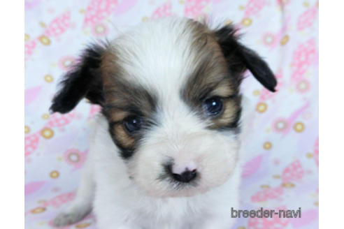 成約済の千葉県のパピヨン-173207の1枚目