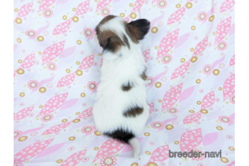 成約済の千葉県のパピヨン-173208の12枚目