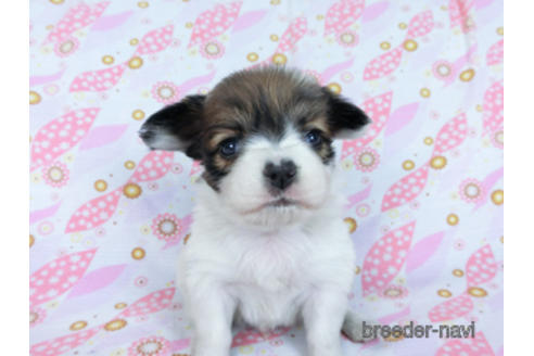 成約済の千葉県のパピヨン-173208の11枚目