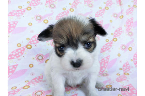 成約済の千葉県のパピヨン-173208の10枚目