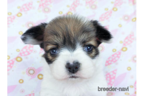 成約済の千葉県のパピヨン-173208の9枚目