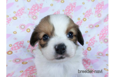 成約済の千葉県のパピヨン-173210の3枚目