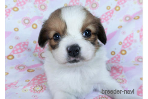 成約済の千葉県のパピヨン-173210の2枚目