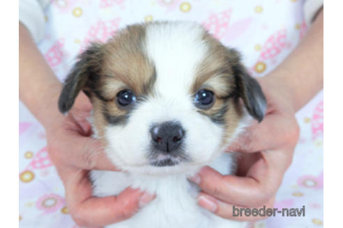 成約済の千葉県のパピヨン-173210