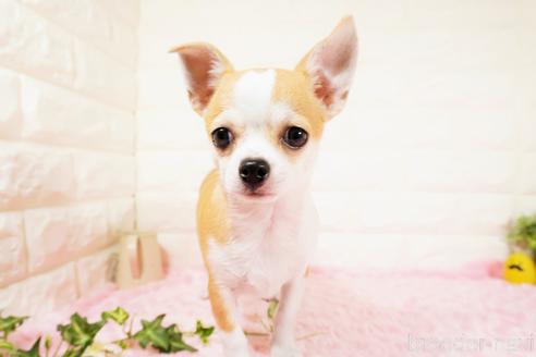 子犬