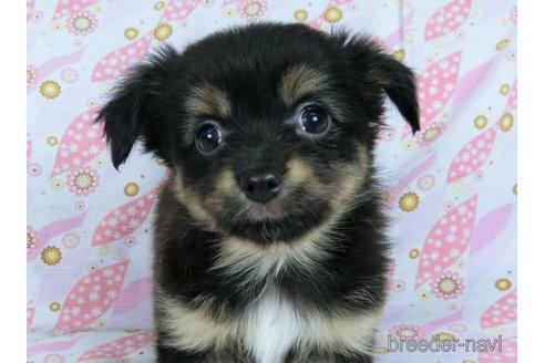 成約済の千葉県のミックス犬-171826の3枚目