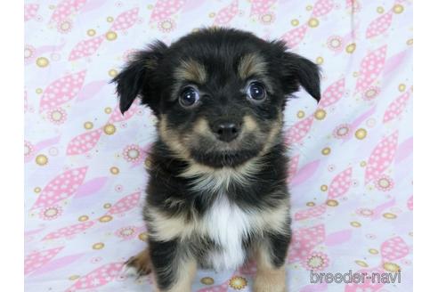 成約済の千葉県のミックス犬-171826の2枚目