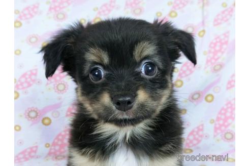 成約済の千葉県のミックス犬-171826の1枚目