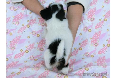 成約済の千葉県のミックス犬-171825の8枚目