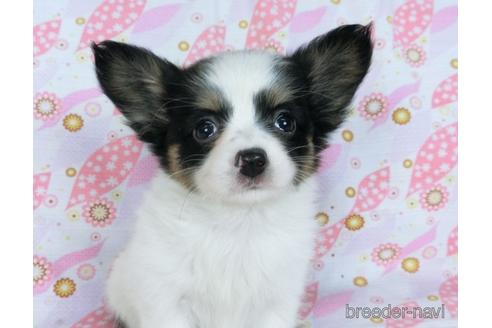 成約済の千葉県のミックス犬-171825の7枚目