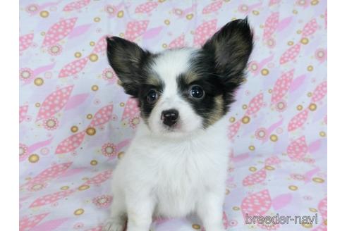 成約済の千葉県のミックス犬-171825の6枚目